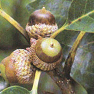 갈참나무의 열매인 도토리